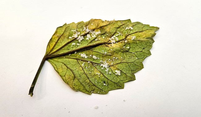 A leaf lying flat with the veiny side up and sand sprinkled on it.