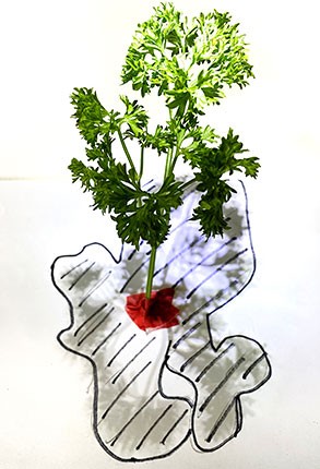 Left: A sheet of paper that has a parsley plant taped to it, so it looks like a tree. A light is shining on top of the parsley plant. The area where the parsley's branches cast a shadow on the paper is marked with a marker.