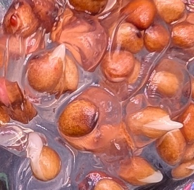 Picture of sprouting seeds in gel.
