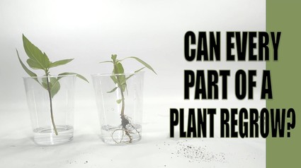 Plant Stem Cell Regeneration | Science Project