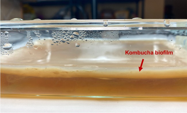 Kombucha growing container from the side.  