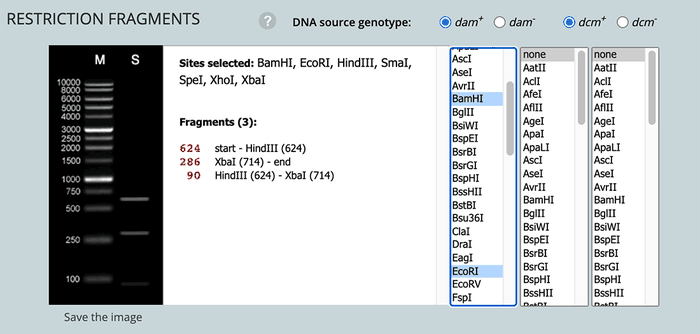 Screenshot of the 'Restriction Enzyme Selection'