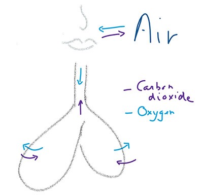 sketch of lung breathing 