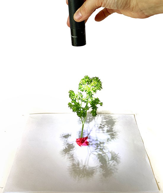 A hand holding a flashlight and shining it straight onto a parsley plant from above.
