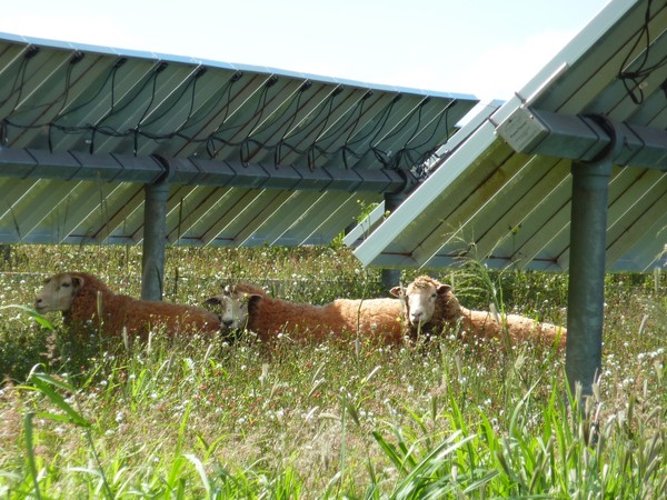 Sheep under ground-mounted solar panels