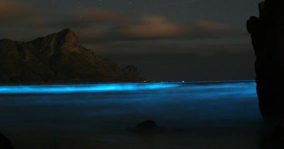 Bioluminescence in ocean