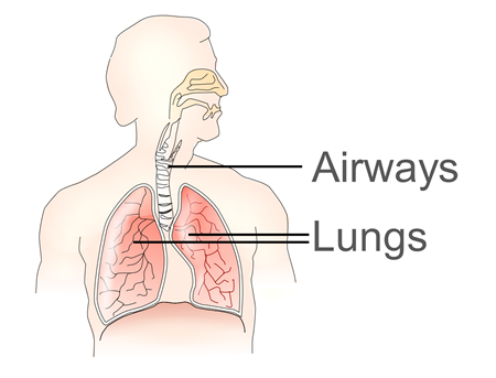 A schematic representation showing how the airways connect the mouth and nose to the lungs.