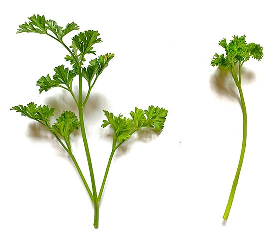 Two stems of curled parsley side by side. The left parsley has several branches. The right parsley has all branches removed.