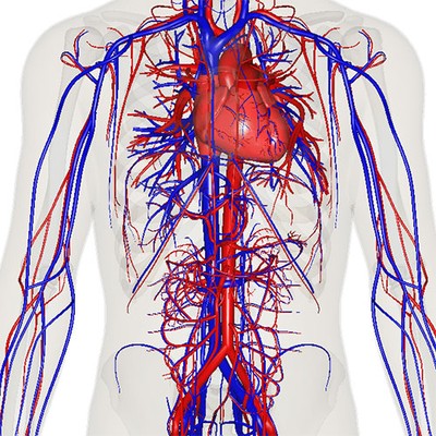 A representation of the heart and the many arteries and veins branching off to cover the body.