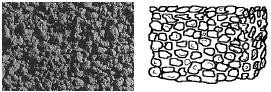 A photo and drawing of granular soil structure