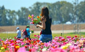A woman holding flowers in a flower field