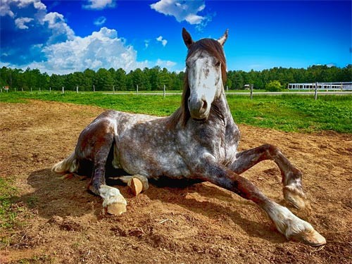 Photo of a horse lying down in an open field