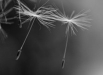 dandelion seeds 