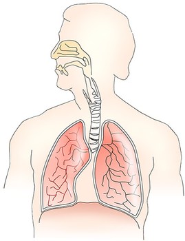 (Right) A representation of the human respiratory system with the nose, trachea, two lungs and the diaphragm