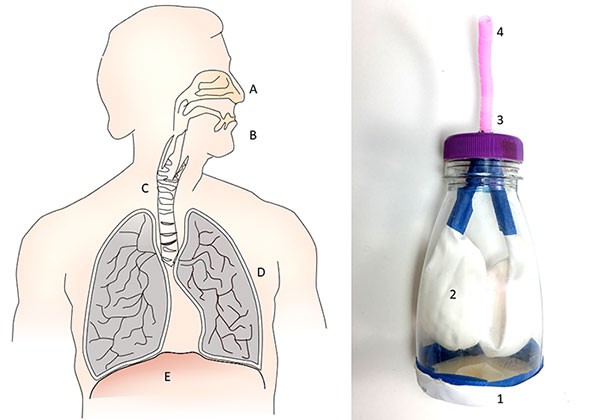 quiz image label breathing parts 