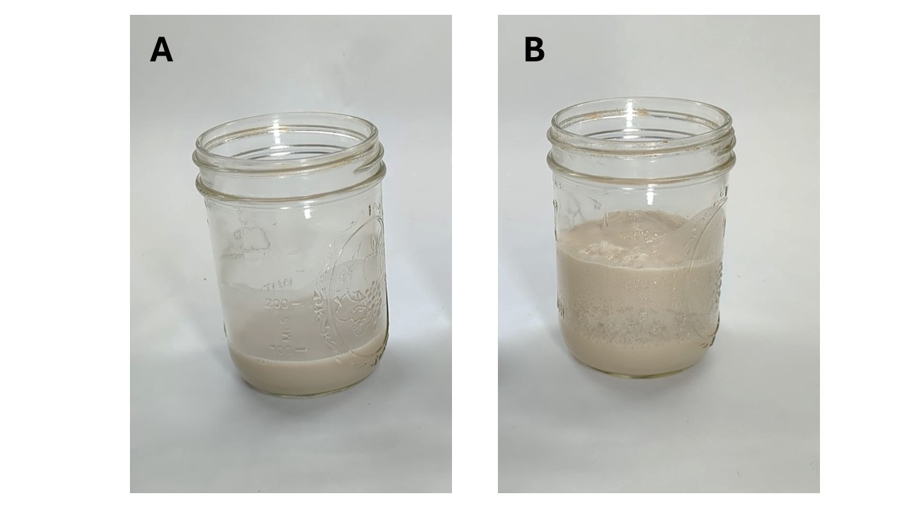 Image of yeast expansion with and without yeast. Cup (A) did not contain sugar, while cup (B) did contain sugar.