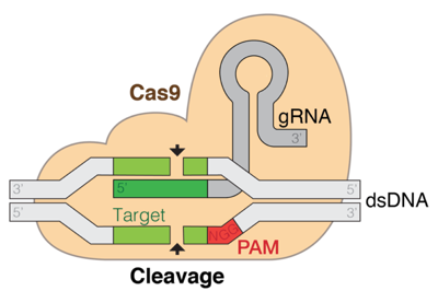 Schematic diagram of the CRISPR-Cas9 complex, showing the Cas9 protein, the single-guide RNA, and the cleaved target DNA.