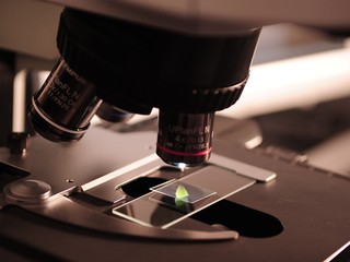 Microscope with tiny plant
