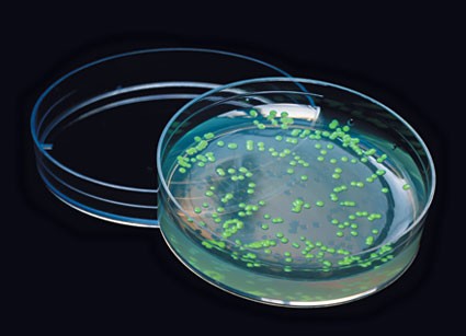 Bacteria in a petri dish glows green due to the green florescent protein