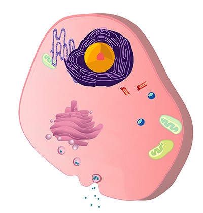 graphical representation of a cell