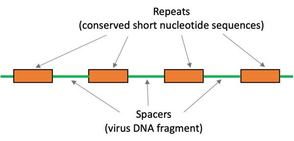 Schematic diagram of the CRISPR repeat-spacer array. Four orange boxes represent the repeats (conserved short nucleotide sequences) and the green lines between the orange boxes represent the spacers (virus DNA fragments) in between the boxes.