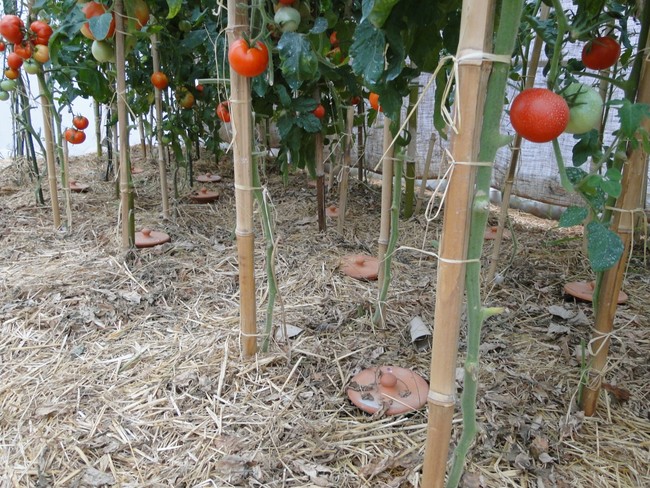 Image of ollas irrigation.