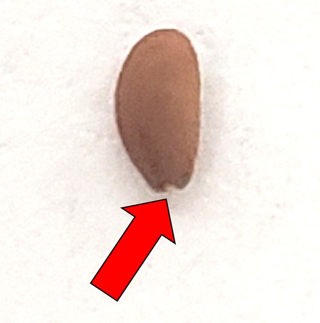 Side view of a cress seed. One end of the seed is rounded. The other end of the seed is narrower and slightly forked. This end has the micropyle.
