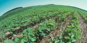 2015-blog-notill-thumb.png