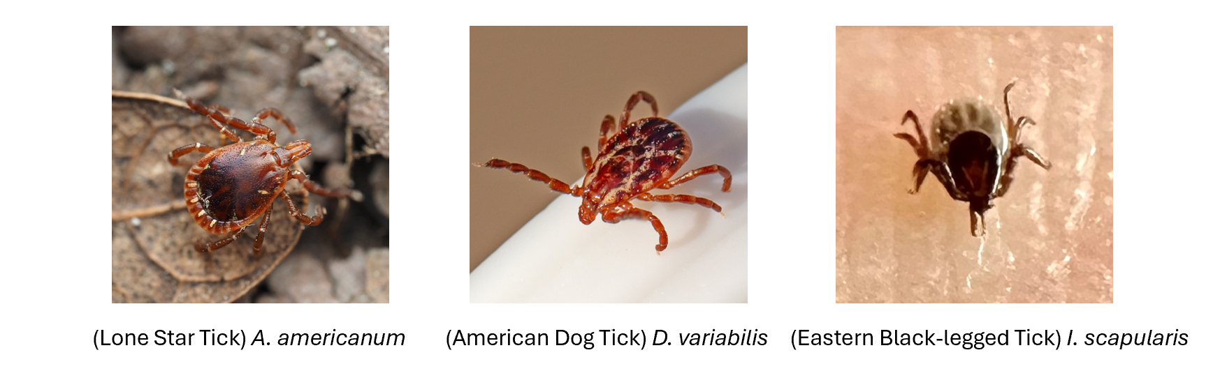 An image of each type of tick side by side. From left to right, A. americanum, D. variabilis, and I. scapularis. 