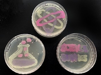 Three agar plates showing different-colored bacteria paintings.