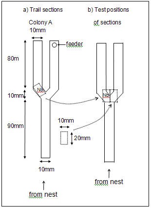 Diagram of Y-shaped experimental platform, with dimensions