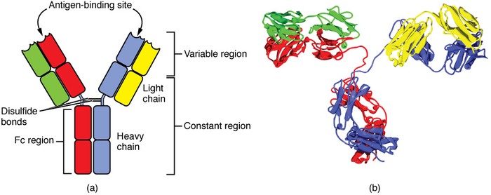 Two representations of an antibody