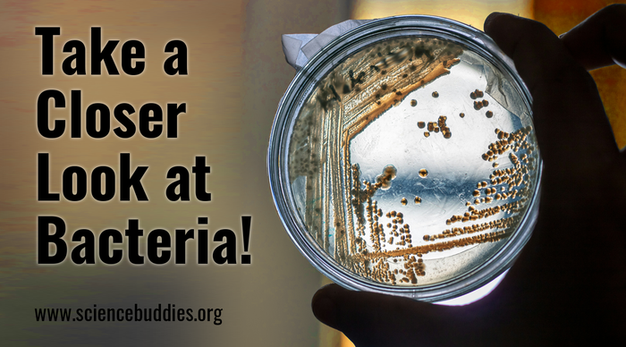 Looking at an agar plate from a science project