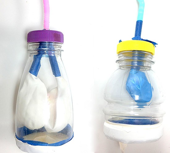  Two lung models made of cut-off plastic bottles where the bottom of the bottle has been replaced by a balloon membrane modeling a diaphragm.  The model to the right has a straw pierced through the bottle cap, the straw ends in the balloon in the bottle.  The model to the left also has a straw pierced through the bottle cap, this straw splits in two straws as soon as it enters the bottle. Each branch ends in a balloon.  
