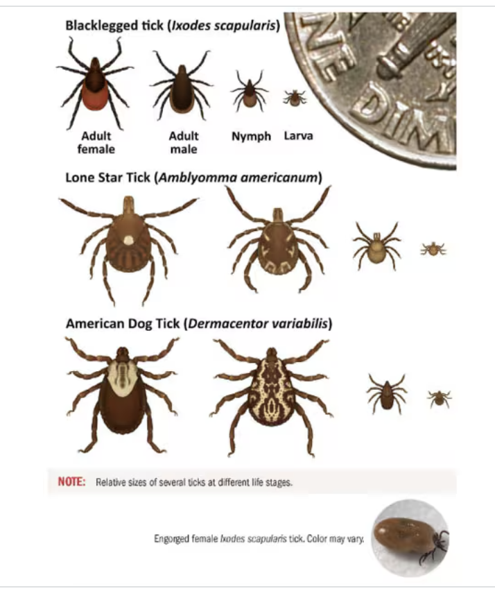 An image of each of the three species of ticks (A. americanum, D. variabilis, and I. scapularis) at their different stages of life.
