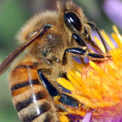 Bee on flower for World Bee Day; image