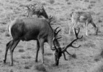 deer  