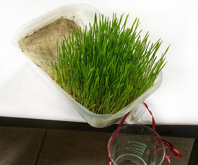 A cut-open gallon jug. One-third of the jug is covered with an impervious platform. Dense grass grows in the two-thirds close to the spout. A collection cup is hanging from the spout.