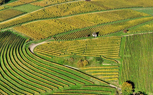 arial view of farmland