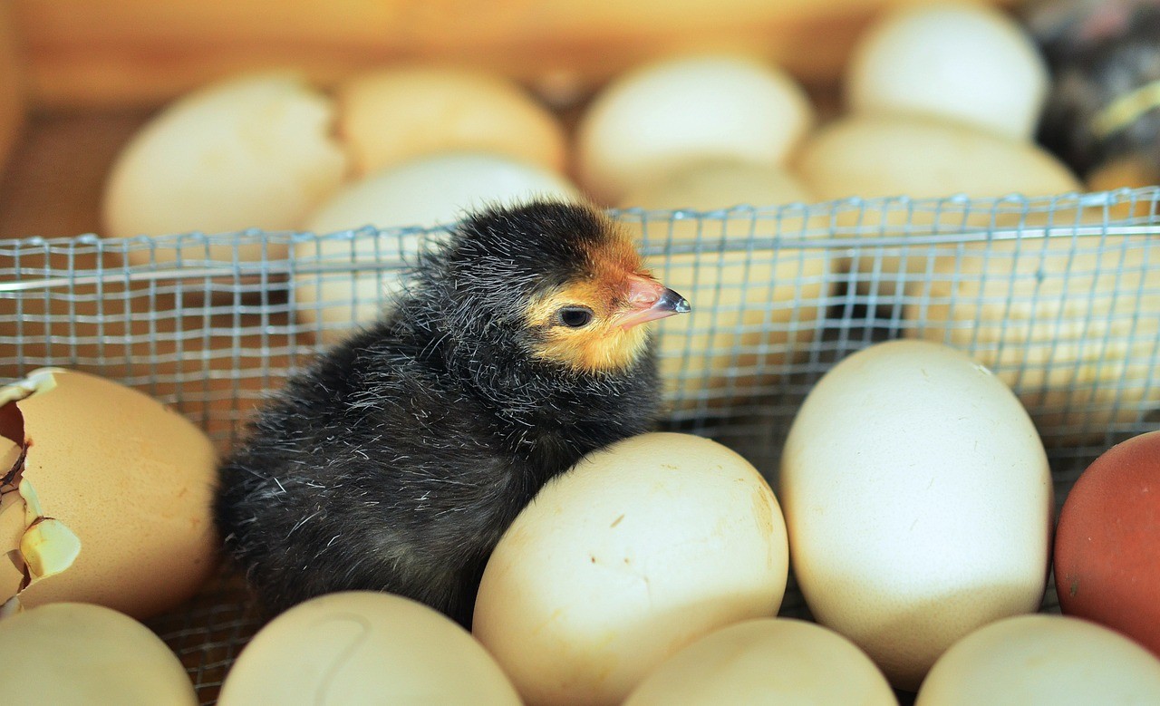 Eggshells, Eggs, and a Hatched Chicken Egg
