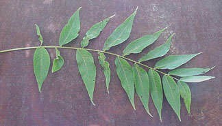 Branch of a black walnut tree has eighteen leaflets