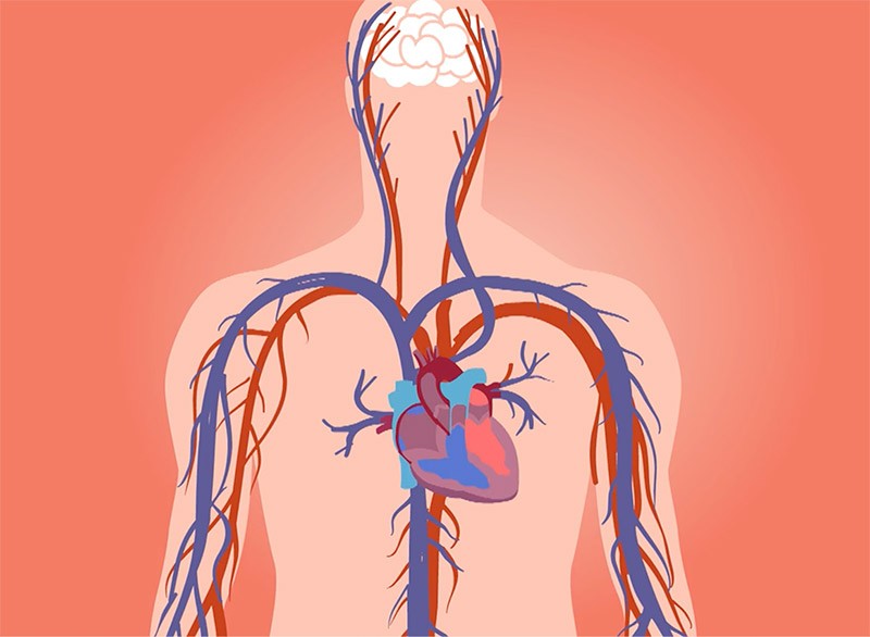 A silhouette of a human body with red and blue blood vessels inside.
