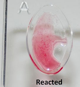 antibody sample in petri dish
