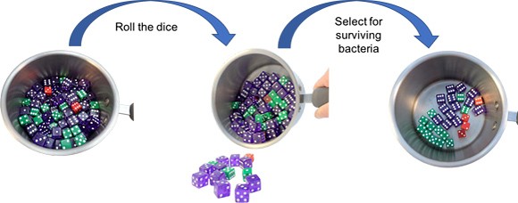A pot is filled with one hundred dice and emptied to roll the dice
