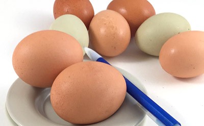 a raw cooked egg for STEM activity
