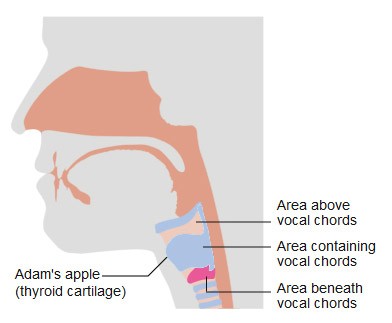 Drawing of a neck shows the vocal chords behind the Adam's apple in the center of the voice box
