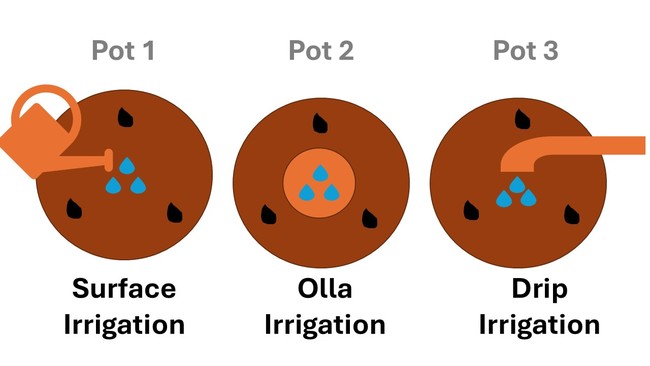 Seed placement for irrigation systems.