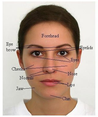 Headshot of a woman with facial features labeled