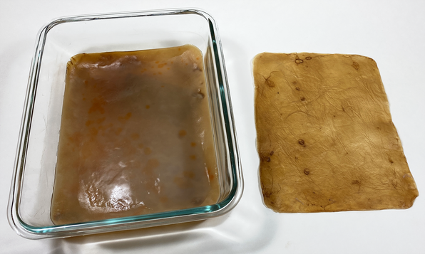 Kombucha biofilm from green chemistry kombucha leather science project