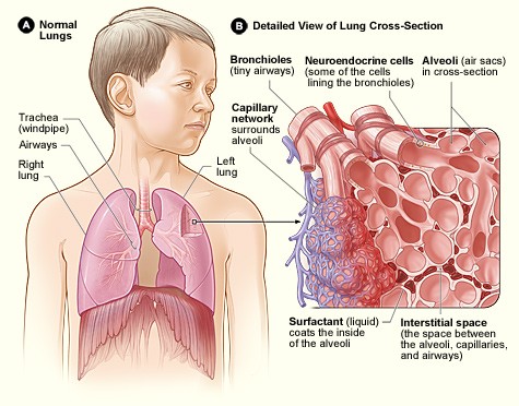 Illustration of the human lung where a detail of the lung structure is shown. The alveoli are shown as a collection of small air sacs surrounded by thin membrane. The alveoli are surrounded by a capillary network.